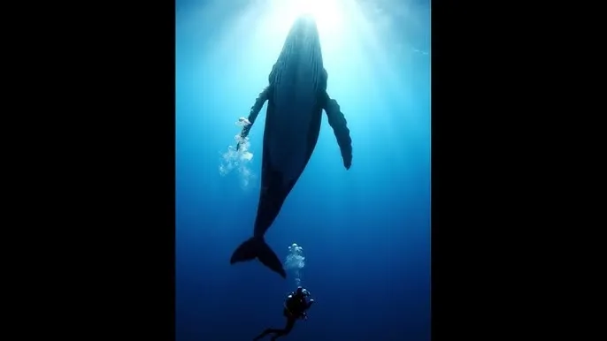 嘟嘟嘟在线观看免费完整版动漫 - 深蓝星球：探索海洋深处的未知世界